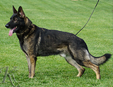 trained personal protection german shepherd dog for sale