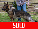 AKC registered trained personal protection german shepherd dog for sale