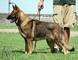 german shepherd Yoshy