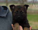 german shepherd puppy for sale