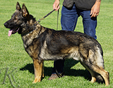 AKC registered trained personal protection german shepherd dog for sale