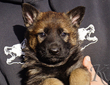 german shepherd puppy for sale