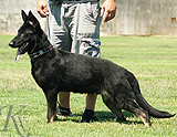 german shepherd puppy for sale