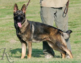 german shepherd puppy Yunta
