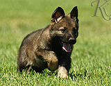 german shepherd puppy for sale