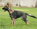 german shepherd puppy for sale