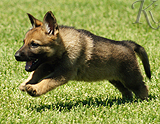 german shepherd puppy for sale