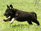 german shepherd puppy for sale