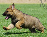 german shepherd puppy for sale