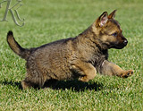 german shepherd puppy for sale