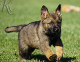 german shepherd puppy for sale