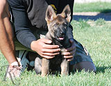 german shepherd puppy Zade