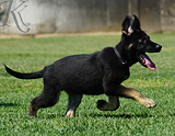 german shepherd puppy for sale