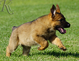 german shepherd puppy for sale