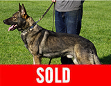 AKC registered trained personal protection german shepherd dog for sale