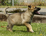 german shepherd puppy for sale