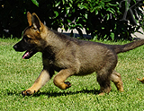 german shepherd puppy for sale