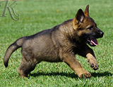 german shepherd puppy for sale