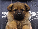 german shepherd puppy for sale