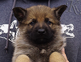 german shepherd puppy for sale