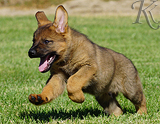 german shepherd puppy for sale