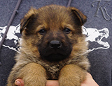 german shepherd puppy for sale