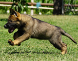 german shepherd puppy for sale