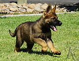 german shepherd puppy for sale