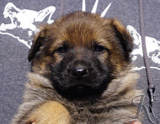 german shepherd puppy for sale