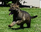 german shepherd puppy for sale