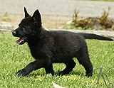 german shepherd puppy for sale