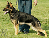 trained personal protection german shepherd dog for sale