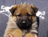 german shepherd puppy for sale