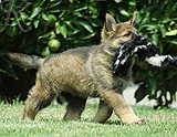 german shepherd puppy for sale