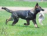 german shepherd Zaro