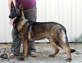 german shepherd  dog  Zed