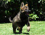 german shepherd puppy for sale