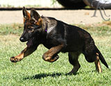 german shepherd puppies for sale