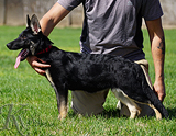 german shepherd puppy for sale