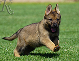 german shepherd puppy for sale