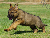 german shepherd puppy for sale