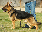 personal protection german shepherd dog for sale