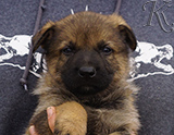 german shepherd puppy for sale