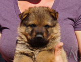 german shepherd puppy for sale