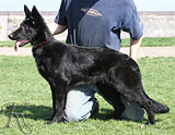 German Shepherd Zeva