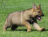 german shepherd puppy for sale