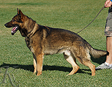 trained personal protection german shepherd dog for sale