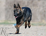 german shepherd puppy Zideka