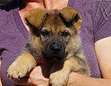 german shepherd puppy for sale