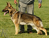 trained personal protection german shepherd dog for sale